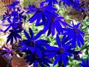 senetti1.jpg