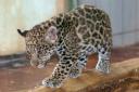jaguarbaby1.jpg