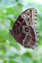 morpho-peleides-1.jpg