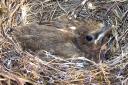 8-02-amsel1.jpg