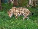 jaguar1.jpg