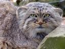 manul29-02-2012b.jpg