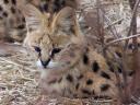 serval29-02-2012-kopie.jpg