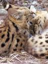 serval29-02-2012b.jpg