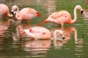 31-03-2012-zoosbflamingos.jpg