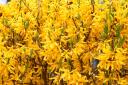 31-03-2012-zoosbforsythien.jpg