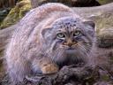 manul2a.jpg