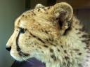 2012-04-05-cheetah.jpg