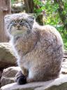 2012-04-05-manul1.jpg