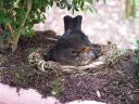 2012-04-06-amsel2.jpg