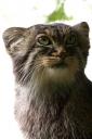 2012-06-26-zoosb-manul1.jpg