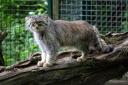 2012-06-26-zoosb-manul2.jpg