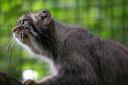 2012-06-26-zoosb-manul3.jpg