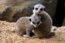 2012-08-29-zoosb-erdmannbabies.jpg