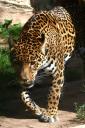 2012-08-29-zoosb-jaguarantonia.jpg