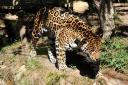 2012-09-07-amnevillejaguar.jpg