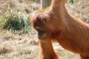 2012-09-07-amnevilleorangutan.jpg