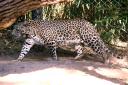 2012-09-07-leopard.jpg