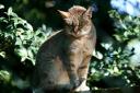 2012-09-07-wildkatze.jpg