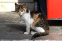 corfuherbst2012-mascha.jpg