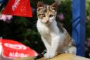 corfuherbst2012-mascha1.jpg