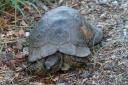 corfuherbst2012-schildkroete.jpg