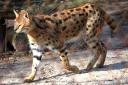 2013-02-18-serval1.jpg