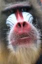 2013-08-13-mandrill.jpg