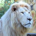 2013-09-25-whitelion9.jpg